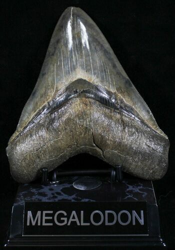 Gorgeous Megalodon Tooth - Sharp Serrations #29241